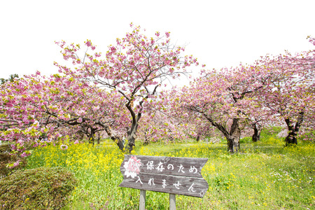Spring sakura cherry blossoms at Matsumae Castle, Hokkaido, Japanのeditorial素材