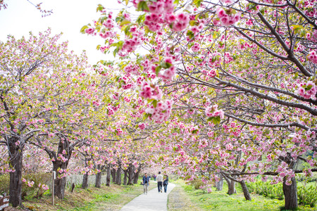 HOKKAIDO, JAPAN - MAY 3, 2015: Unidentified tourists enjoy the spring sakura cherry blossoms at Matsumae Castle which  officially recognized as one of the best cherry blossom viewing spots in Japan.のeditorial素材