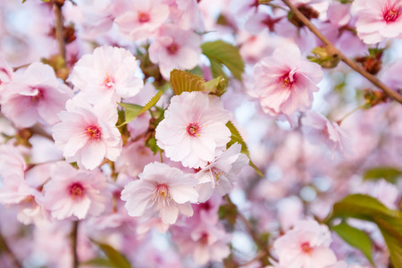 close up of pink cherry blossom flower blooming in Hokkaido, Japanの写真素材