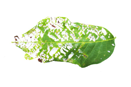 close-up of green leaf with holes isolated on white backgroundの写真素材