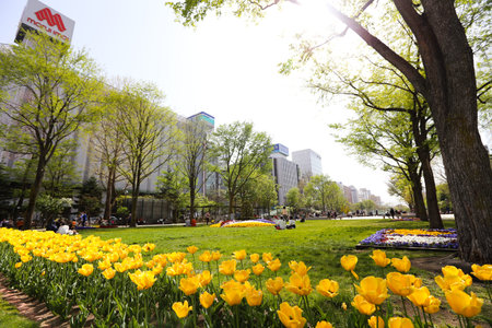SAPPORO, JAPAN - MAY 6, 2015: Recreation of Japaneses and tourists during Japan Golden week at Sapporo TV Tower located on the ground of Odori Park.のeditorial素材