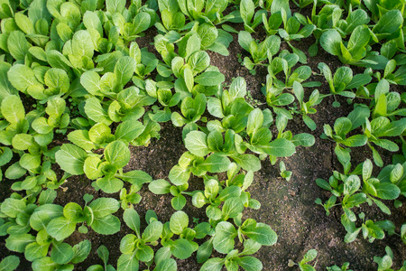 vegetable nursery greenhouse in South Koreaの写真素材