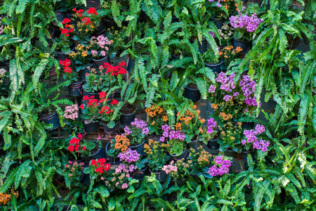 vertical tropical garden with various kind of green plants and flowersの写真素材