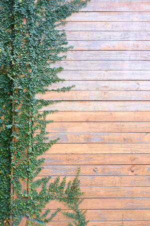 green ivy creeper on wooden wall with copy spaceの写真素材
