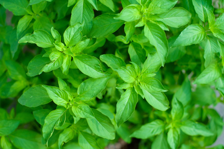 top view of sweet basil herbal leavesの写真素材