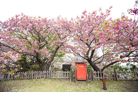 Spring sakura cherry blossoms at Matsumae Castle, Hokkaido, Japanのeditorial素材