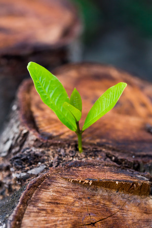 green young little tree emerge from wood stump - concept of hope and rebirthの写真素材