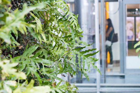 interior decoration with tropical botanic plant wallの写真素材