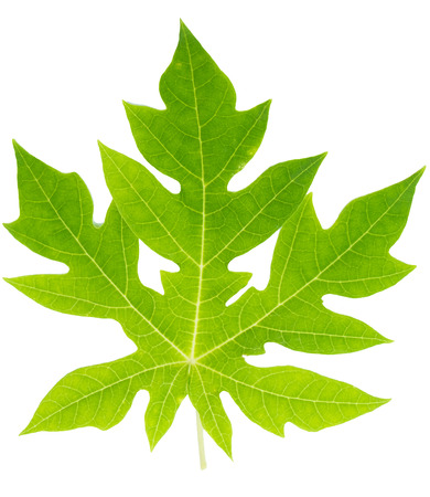 green leaf isolated on white background -papaya leafの写真素材