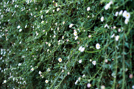 beautiful daisy flower on wall - shallow depth of fieldの写真素材