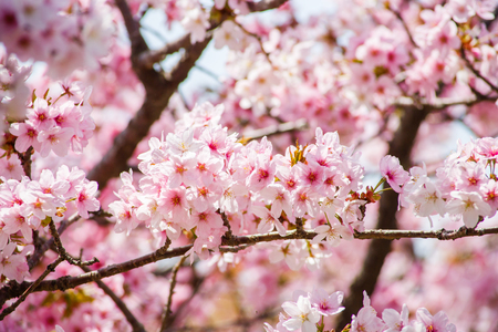 pink cherry blossom-sakura flower blooming in Hokkaido, Japanの写真素材