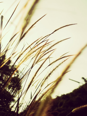wind, grass and backlit backgroundの写真素材
