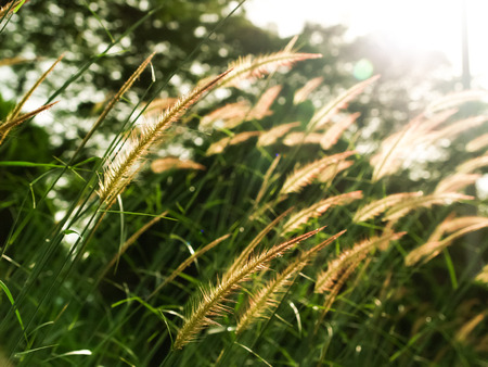 wind, grass and backlit backgroundの写真素材