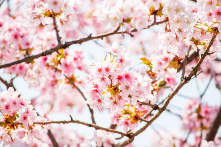 pink cherry blossom-sakura flower blooming in Hokkaido, Japanの写真素材
