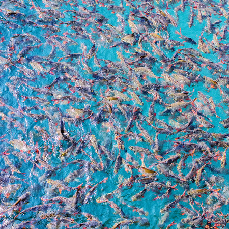 Plenty of freshwater fishes swimming under water - found in southern Thailand