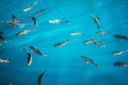Plenty of freshwater fishes swimming under water - found in southern Thailandの写真素材
