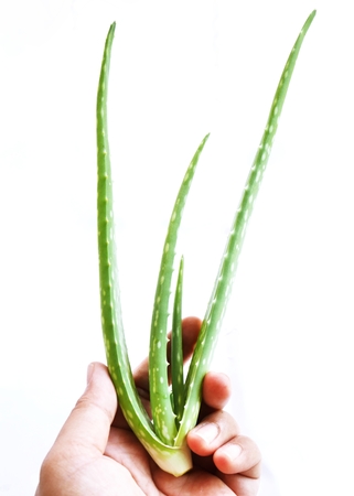 fresh green aloe vera isloated on white backgroundの写真素材