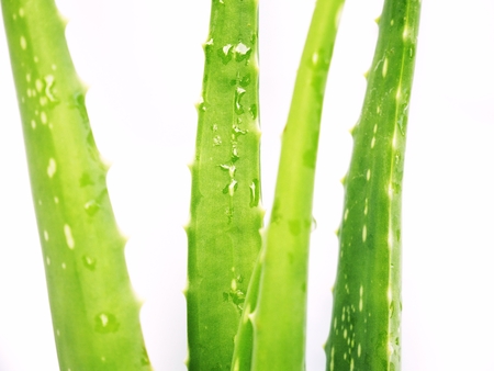 fresh green aloe vera isloated on white backgroundの写真素材