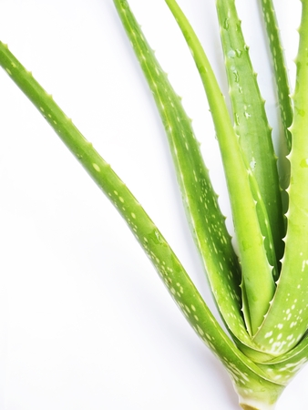 fresh green aloe vera isloated on white backgroundの写真素材