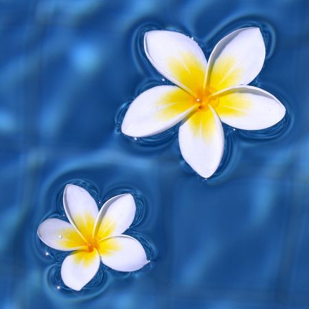  two frangipani flowers floating on blue water の写真素材