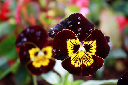 Double Violet Pansy With Sundew の写真素材