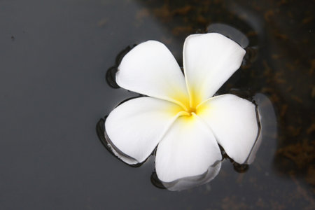 Frangipani on water surfaceの写真素材