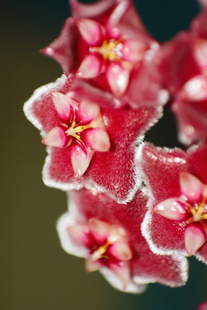 Red flower macro