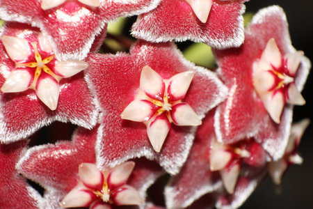 Red Hoya flower macroの写真素材