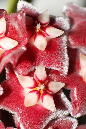 Red Hoya flower macroの写真素材