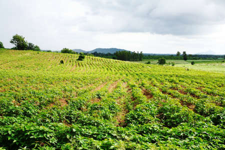 Landscape Cassava fieldの写真素材