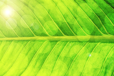 Brush painting green leaf texture