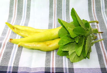 Green pepper and Holy basil の写真素材