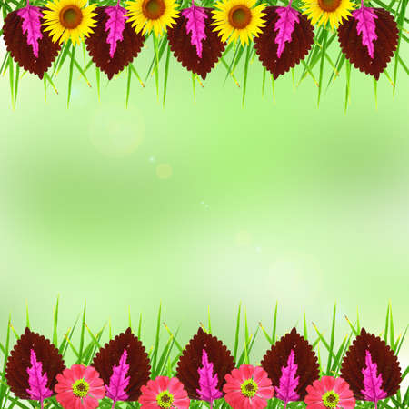 Leaf , Flower and isolate  backgroundの写真素材