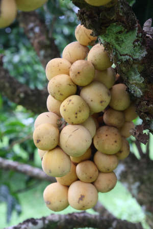Fresh Wollongong on the treeの写真素材