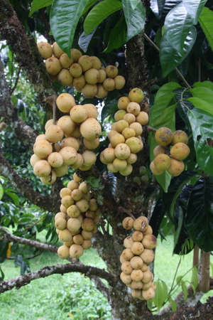 Fresh Wollongong on the treeの写真素材