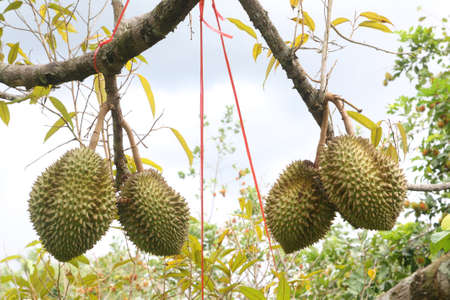Durian the king of fruit on Durian treeの写真素材
