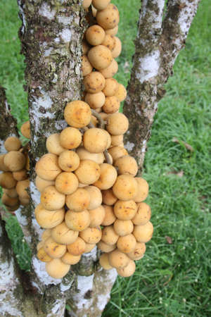 Fresh Wollongong on the treeの写真素材