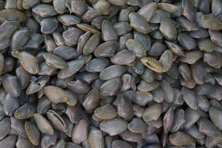 Shellfish in the fresh marketの写真素材