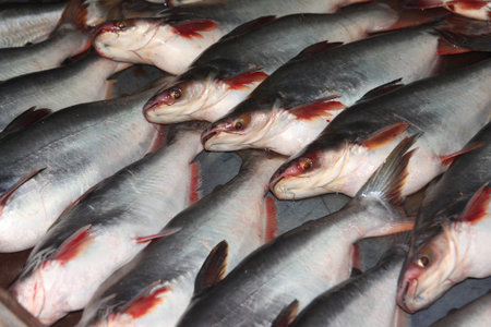 Fresh fish on ice in the market