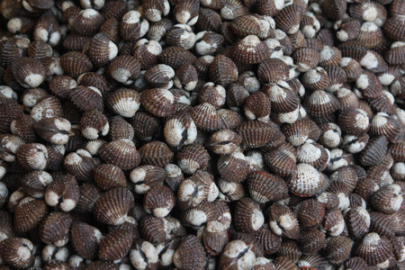 Shellfish blood cockles in the market