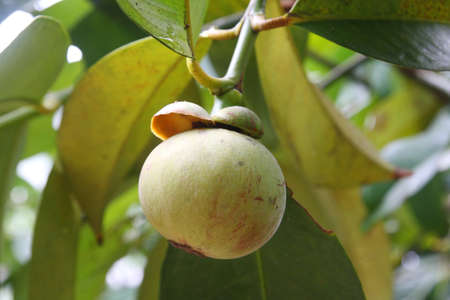 Young Mangosteen , Queen of fruitの写真素材