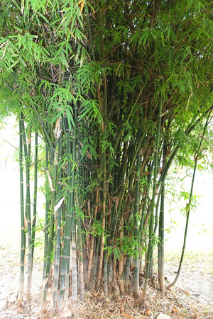 Bambooの写真素材