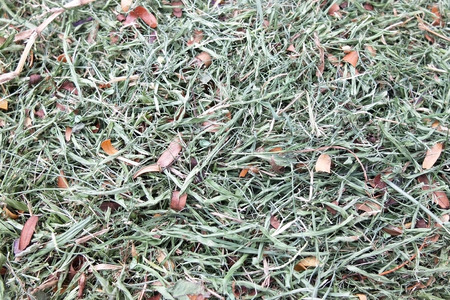 Grass and Leavesの写真素材