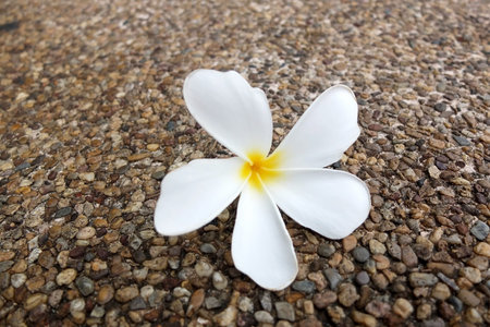 Flower fall on the floorの写真素材