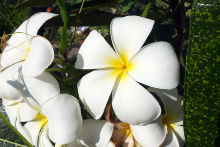 White flowers : Temple Treeの写真素材
