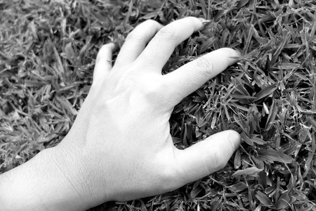 Hand touch the grass : Environmentalist conceptの写真素材