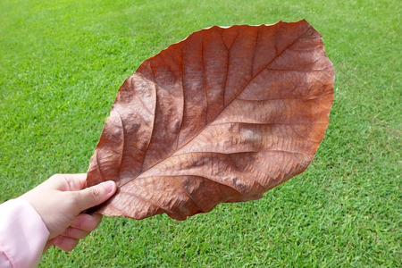 Hand hold a leafの写真素材