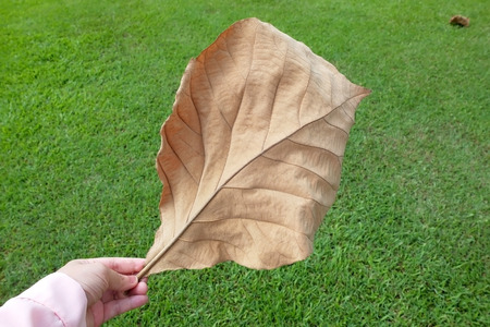 Hand hold a leafの写真素材