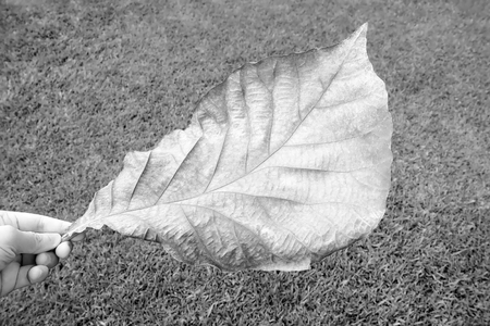 Hand hold a leaf : Black and White toneの写真素材