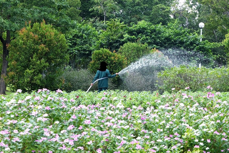 Gardener spout water to flowersの写真素材